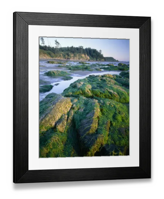 Framed Print : Olympic National Park, Washington. USA. Seaweed on rocks, low tide near Cape Alava Framed Print : Olympic National Park, Washington. USA. Seaweed on rocks, low tide near Cape Alava