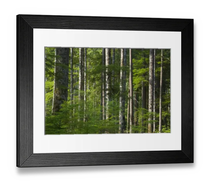 Framed Print : Elwha Forest, Olympic National Park, Washington, US Framed Print : Elwha Forest, Olympic National Park, Washington, US