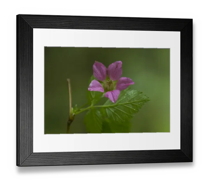 Framed Print : Violet Wildflower, Olympic National Park, Washington, US Framed Print : Violet Wildflower, Olympic National Park, Washington, US