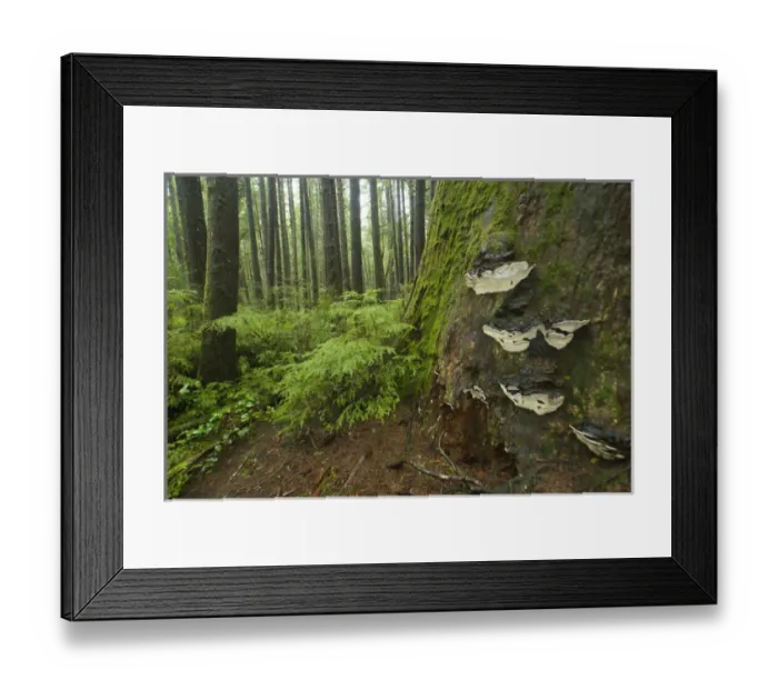 Framed Print : Coastal Temperate Rainforest on Trail to Third Beach, Olympic National Park, Washington Framed Print : Coastal Temperate Rainforest on Trail to Third Beach, Olympic National Park, Washington