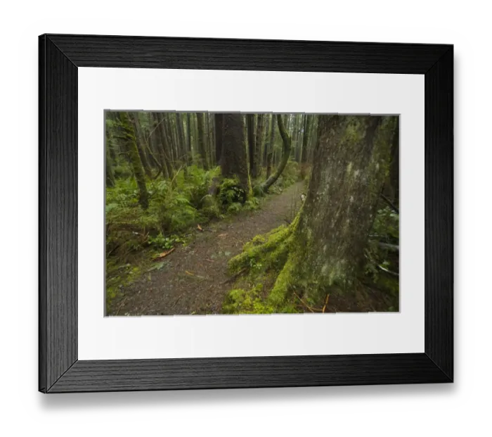 Framed Print : Coastal Temperate Rainforest on Trail to Third Beach, Olympic National Park, Washington Framed Print : Coastal Temperate Rainforest on Trail to Third Beach, Olympic National Park, Washington