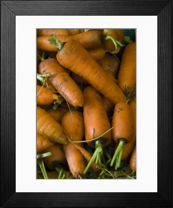 Framed Print : Carrots, Fall City Farms, Fall City, Washington, US Framed Print : Carrots, Fall City Farms, Fall City, Washington, US