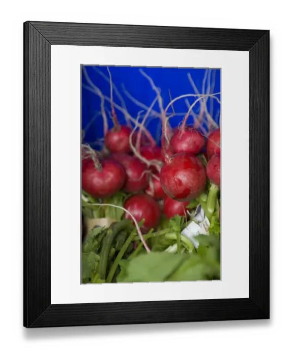 Framed Print : Organic Radishes Ready for Packing into a CSA Box at Full Circle Farm, Carnation