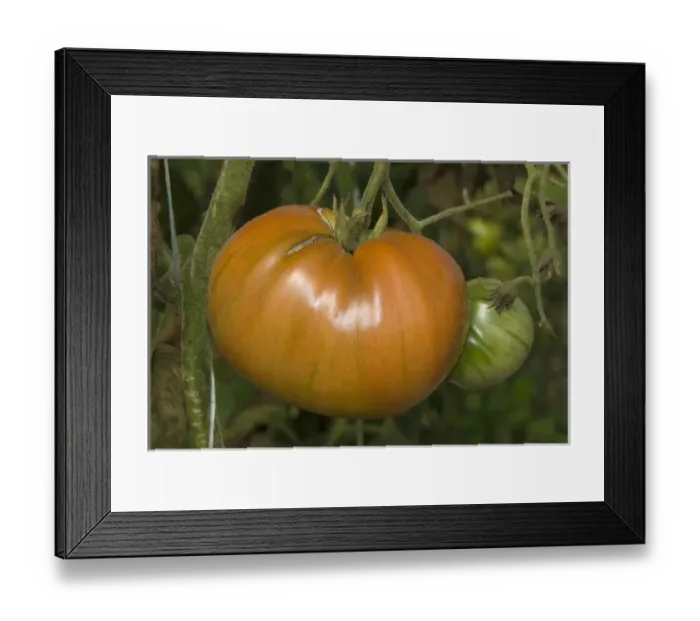 Framed Print : Organic Tomatoes, Oxbow Farm, Duvall, Washington, US Framed Print : Organic Tomatoes, Oxbow Farm, Duvall, Washington, US