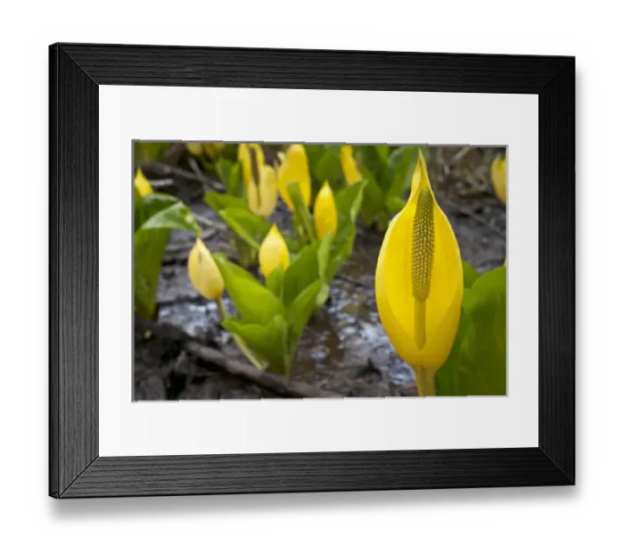Framed Print : Western skunk cabbage, Olympic National Park, Washington, Elwha River valley Framed Print : Western skunk cabbage, Olympic National Park, Washington, Elwha River valley