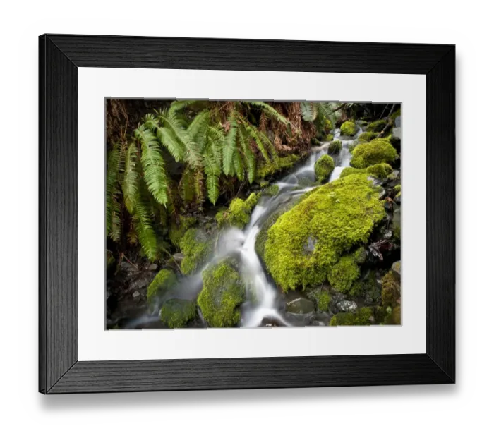 Framed Print : Small tributary to Elwha River, Olympic National Park Framed Print : Small tributary to Elwha River, Olympic National Park