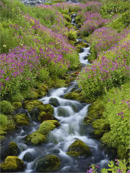 USA, Washington, Mount Rainier National Park, Pink Monkey Flowers growing along stream