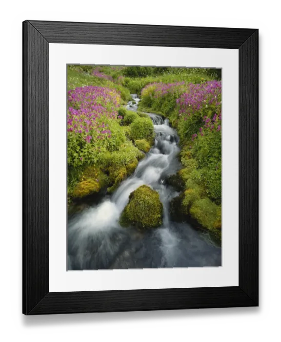 Framed Print : USA, Washington, Mount Rainier National Park, Pink Monkey Flowers growing along stream Framed Print : USA, Washington, Mount Rainier National Park, Pink Monkey Flowers growing along stream