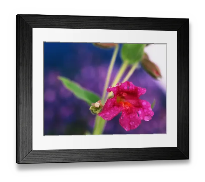 Framed Print : USA, Washington State, Mount Rainier National Park, View of monkey flower Framed Print : USA, Washington State, Mount Rainier National Park, View of monkey flower