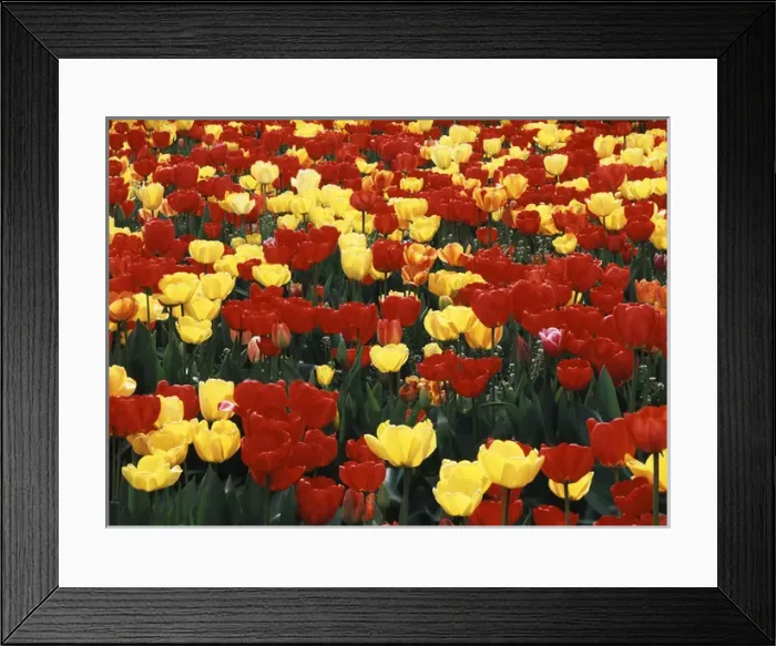 Framed Print : USA, Washington State, View of tulip field at Mt. Vernon Framed Print : USA, Washington State, View of tulip field at Mt. Vernon
