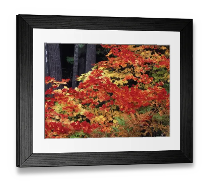 Framed Print : USA, Washington State, Mt. Baker Snoqualmie National Forest, Snoqualmie Pass, View Framed Print : USA, Washington State, Mt. Baker Snoqualmie National Forest, Snoqualmie Pass, View