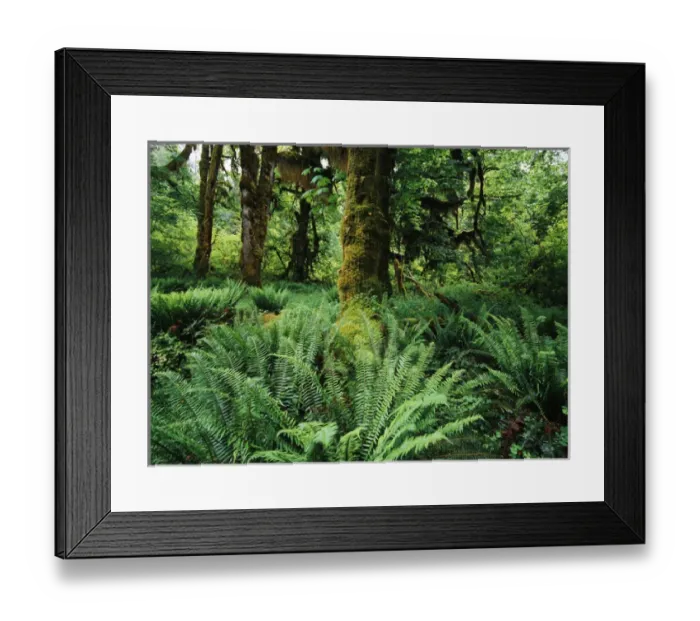Framed Print : USA, Washington State, Olympic National Park, View of Club Moss Hoh Rainforest