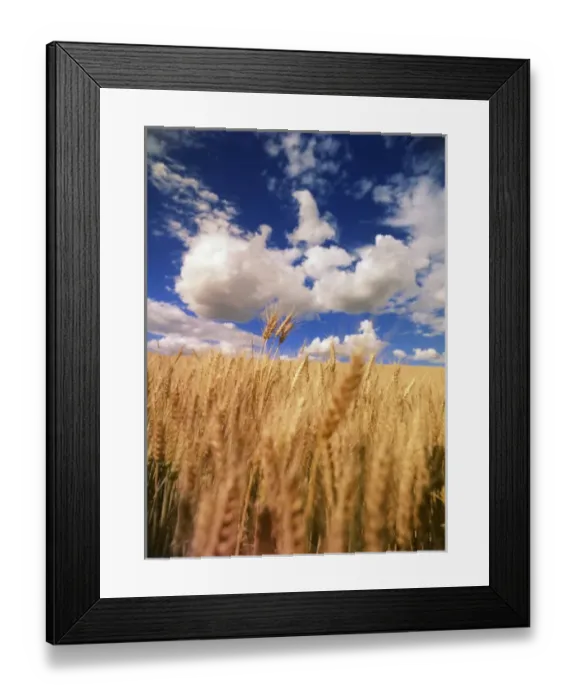Framed Print : USA, Eastern Washington, Palouse Area, View of wheat field