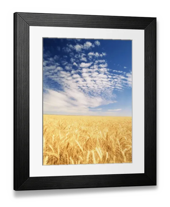 Framed Print : USA, Washington State, Palouse, View of wheat field