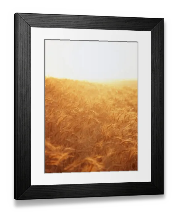 Framed Print : USA, Washington State, Eastern Washington, View of wheatfield Framed Print : USA, Washington State, Eastern Washington, View of wheatfield