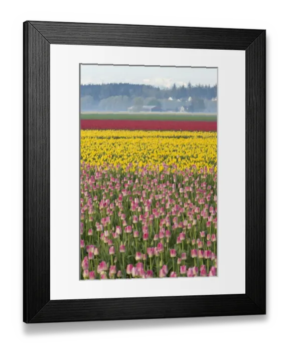Framed Print : Skagit Valley Tulip Fields, near La Conner, Washington State, USA