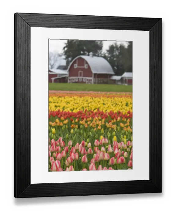 Framed Print : USA, Washington State, La Conner. (PR) Barn, Skagit Valley Tulip Fields Framed Print : USA, Washington State, La Conner. (PR) Barn, Skagit Valley Tulip Fields