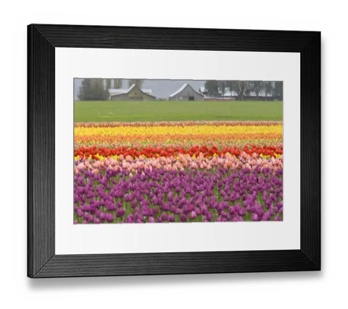 Framed Print : USA, Washington State, La Conner. Skagit Valley Tulip Fields Framed Print : USA, Washington State, La Conner. Skagit Valley Tulip Fields