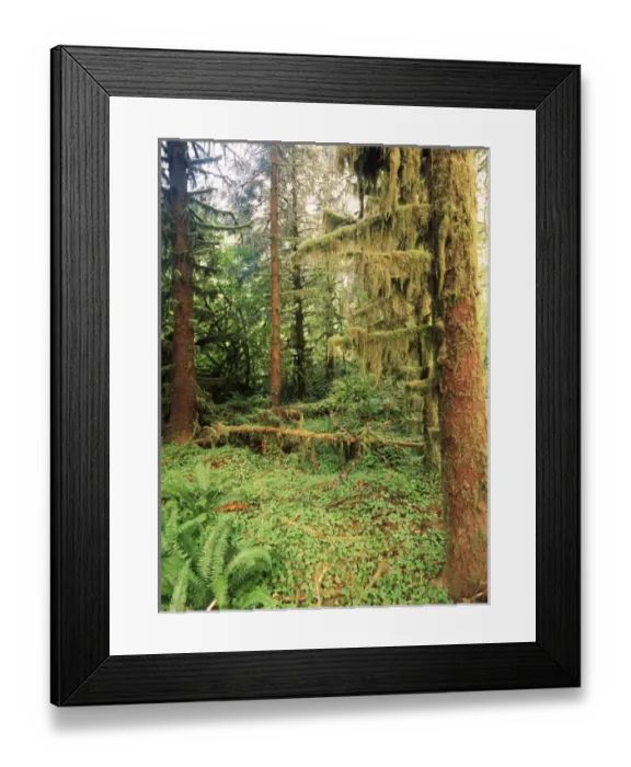 Framed Print : USA, Washington State, Olympic Peninsula, Olympic National Park, Lush and fern in Framed Print : USA, Washington State, Olympic Peninsula, Olympic National Park, Lush and fern in