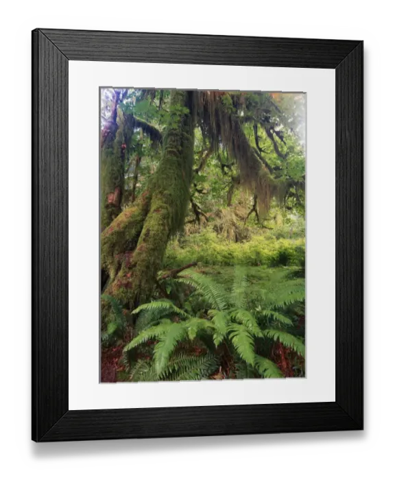 Framed Print : USA, Washington State, Olympic Peninsula, Olympic National Park, Lush and fern in