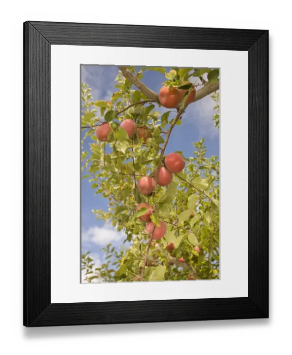 Framed Print : USA, Washington State, Yakima Valley. Jonagold Apples on Trees Framed Print : USA, Washington State, Yakima Valley. Jonagold Apples on Trees