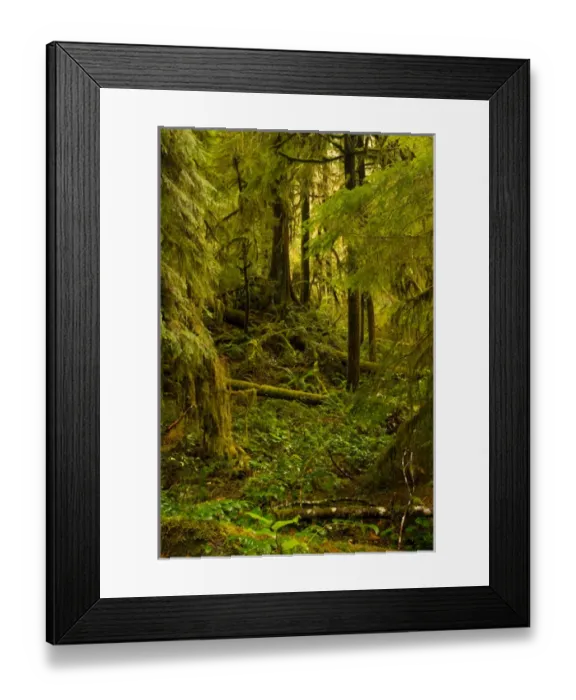 Framed Print : North America, USA, WA, Olympic National Park. Dense growth in mixed old growth forest