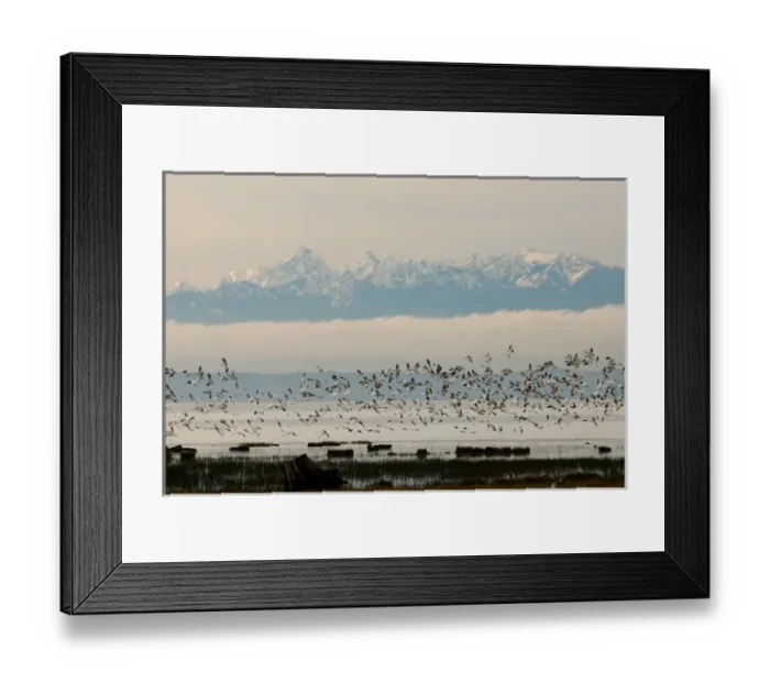 Framed Print : North America, USA, WA, Skagit River Delta. Snow Geese (Chen caerulescens) take