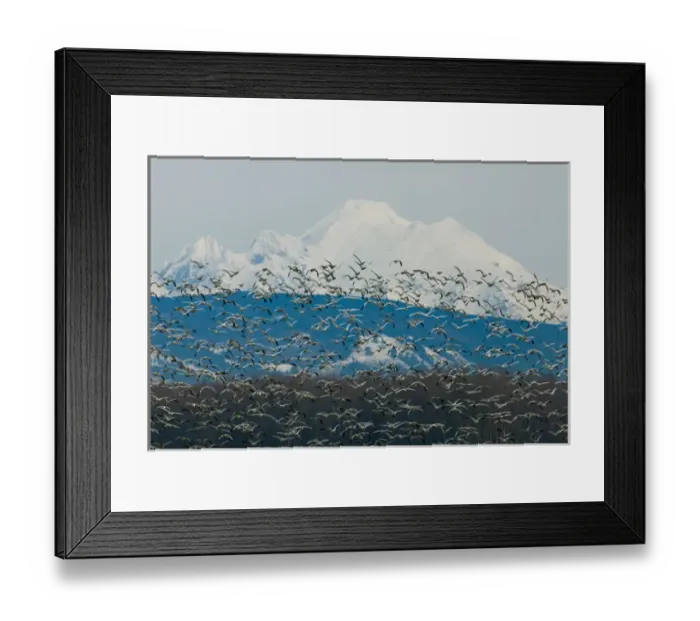 Framed Print : North America, USA, WA, Fir Island. Snow Geese (Chen caerulescens) take flight with