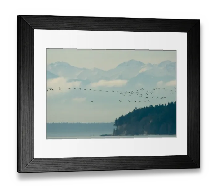 Framed Print : North America, USA, WA, Fir Island. Olympic Mountains backdrop for flock of Snow Geese Framed Print : North America, USA, WA, Fir Island. Olympic Mountains backdrop for flock of Snow Geese