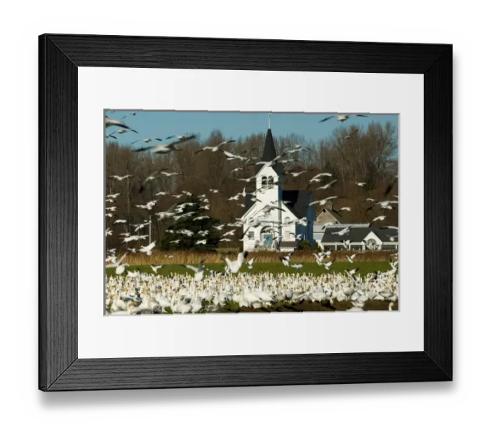 Framed Print : North America, USA, WA, Skagit Valley. Masses of Snow Geese (Chen caerulescens) Framed Print : North America, USA, WA, Skagit Valley. Masses of Snow Geese (Chen caerulescens)