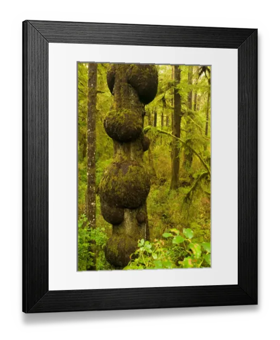 Framed Print : North America, USA, WA, Kalaloch. Olympic National Park Kalaloch Beach Olympic Peninsula Framed Print : North America, USA, WA, Kalaloch. Olympic National Park Kalaloch Beach Olympic Peninsula