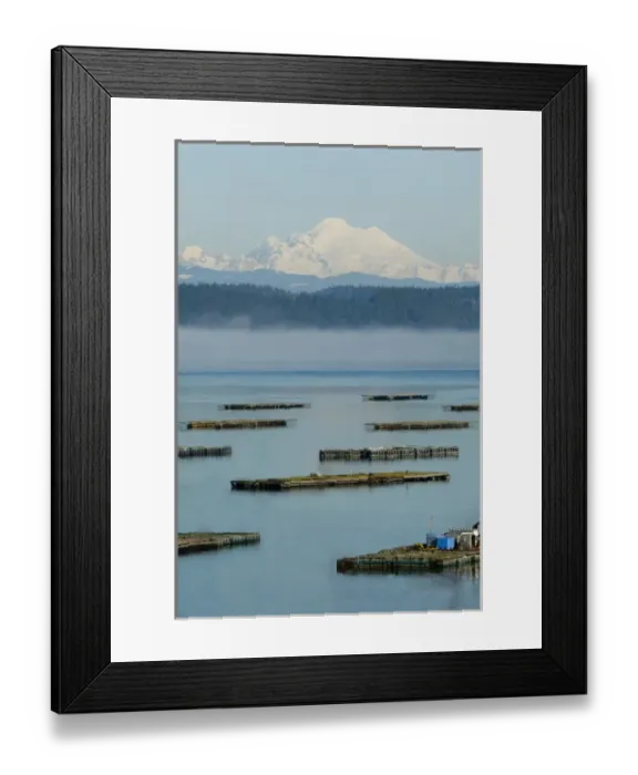 Framed Print : Penn Cove, Whidbey Island mussel flats with fog layer and Mt Baker beyond Framed Print : Penn Cove, Whidbey Island mussel flats with fog layer and Mt Baker beyond