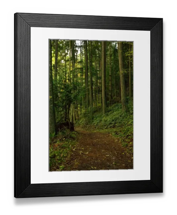 Framed Print : North America, USA, WA, Fidalgo Island, Anacortes Community Forest Lands. Hiking trails through 3 Framed Print : North America, USA, WA, Fidalgo Island, Anacortes Community Forest Lands. Hiking trails through 3