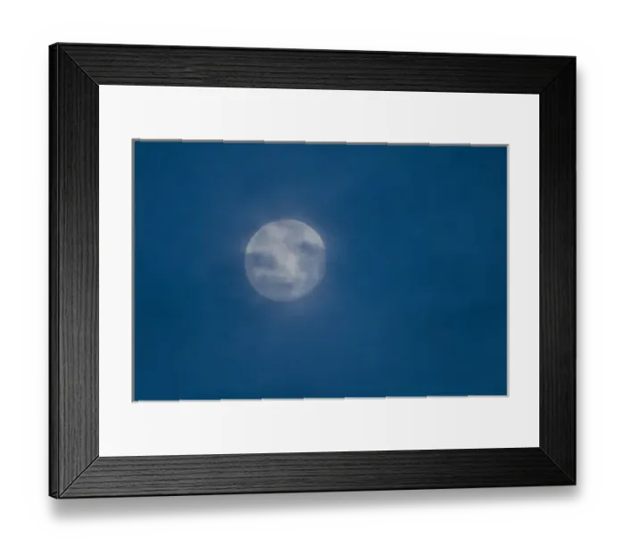 Framed Print : Trumpeter Swans (Cygnus buccinator) over winter in Skagit Valley moving between agricultural Framed Print : Trumpeter Swans (Cygnus buccinator) over winter in Skagit Valley moving between agricultural