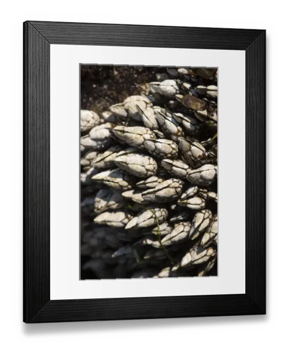 Framed Print : Salt Creek Recreation Area, Clallam County Park, Tongue Point Marine Sanctuary, Goose Barnacles Framed Print : Salt Creek Recreation Area, Clallam County Park, Tongue Point Marine Sanctuary, Goose Barnacles
