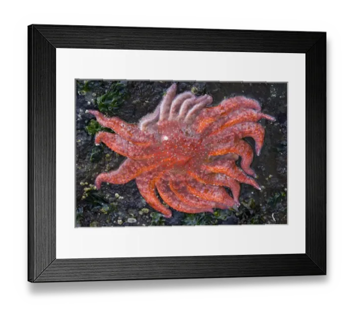 Framed Print : Salt Creek Recreation Area, Clallam County Park, Tongue Point Marine Sanctuary. Sunflower Star Framed Print : Salt Creek Recreation Area, Clallam County Park, Tongue Point Marine Sanctuary. Sunflower Star