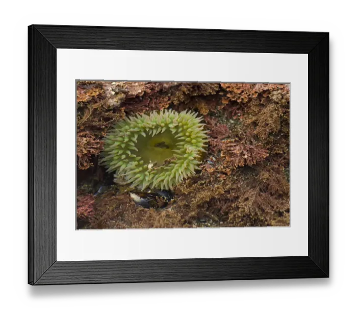 Framed Print : Shi Shi Beach low tide. Luxuriant tide pools. Giant Green Anemone (Anthopleura xanthogrammica)