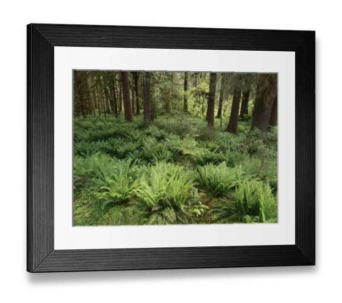 Framed Print : USA, Washington State, Olympic Peninsula, Olympic National Park, Lush and fern in Framed Print : USA, Washington State, Olympic Peninsula, Olympic National Park, Lush and fern in