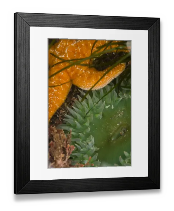 Framed Print : Shi Shi Beach low tide. Luxuriant tide pools. UNESCO World Heritage Site. Marine sanctuary Framed Print : Shi Shi Beach low tide. Luxuriant tide pools. UNESCO World Heritage Site. Marine sanctuary