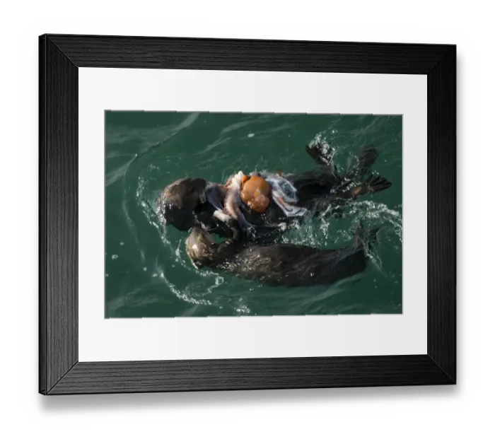 Framed Print : Adult and juvenile Sea Otter (Enhydra lutris) consume Giant Pacific Octopus (Octopus Framed Print : Adult and juvenile Sea Otter (Enhydra lutris) consume Giant Pacific Octopus (Octopus