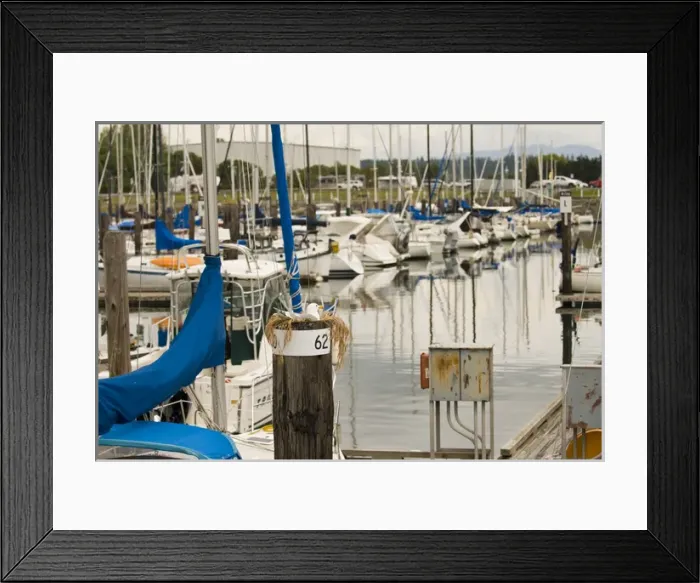 Framed Print : USA, WA, San Juan Islands. Gull nesting in busy Cap Sante Harbor, Fidalgo Island Framed Print : USA, WA, San Juan Islands. Gull nesting in busy Cap Sante Harbor, Fidalgo Island