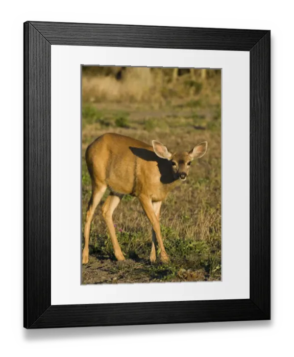 Framed Print : USA, , WA, Whidbey Island, Fort Casey State Park. Columbian Black-tailed deer in Framed Print : USA, , WA, Whidbey Island, Fort Casey State Park. Columbian Black-tailed deer in