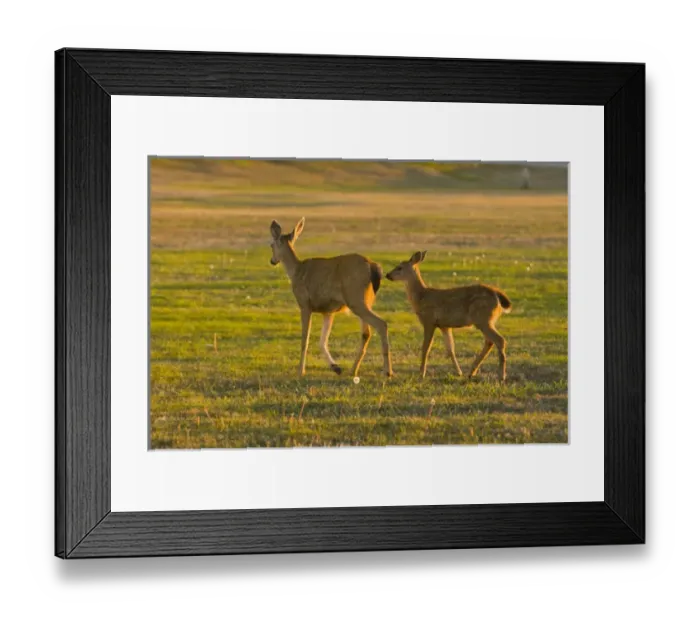 Framed Print : USA, WA, Whidbey Island, Fort Casey State Park. Columbian Black-tailed doe with Framed Print : USA, WA, Whidbey Island, Fort Casey State Park. Columbian Black-tailed doe with