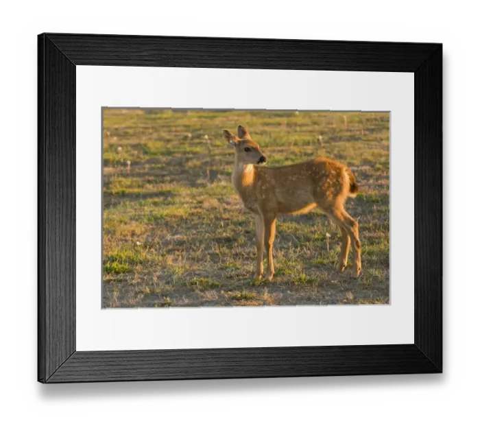 Framed Print : USA, WA, Whidbey Island, Fort Casey State Park. Columbian Black-tailed spotted fawn Framed Print : USA, WA, Whidbey Island, Fort Casey State Park. Columbian Black-tailed spotted fawn