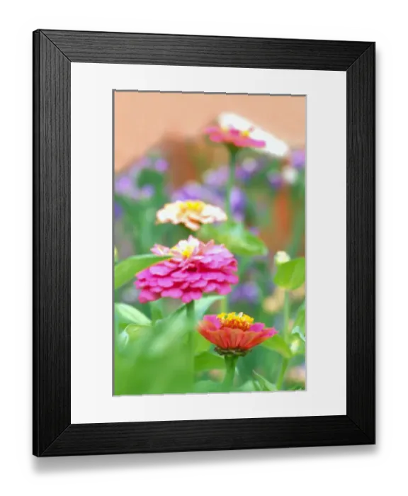 Framed Print : NA, USA, WA, KingCounty, Seattle, Zinnia Framed Print : NA, USA, WA, KingCounty, Seattle, Zinnia
