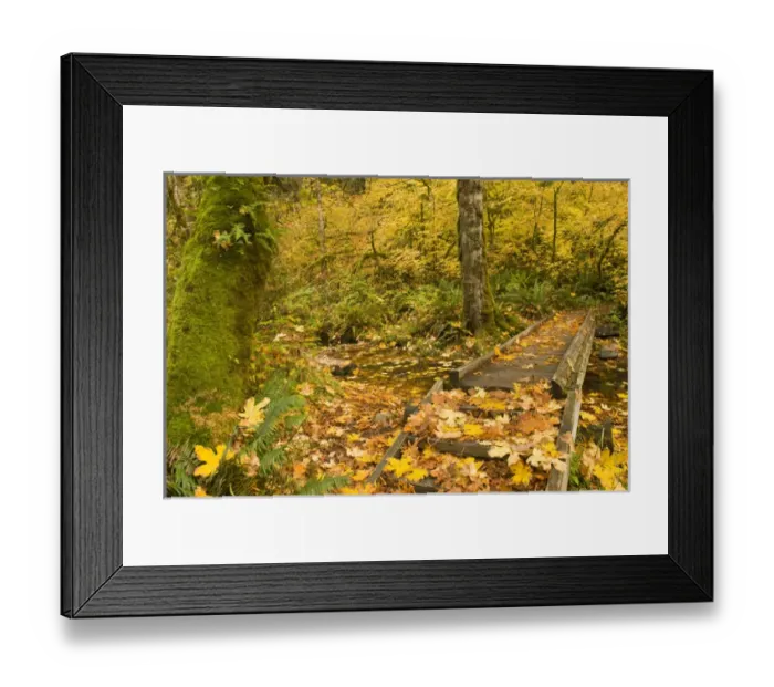 Framed Print : USA, WA, Olympic National Park. Elwha campground located in wooded Elwha Valley Framed Print : USA, WA, Olympic National Park. Elwha campground located in wooded Elwha Valley