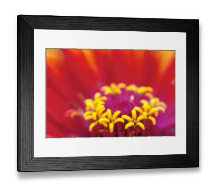 Framed Print : NA, USA, WA, Seattle, Whirligig Zinnia Framed Print : NA, USA, WA, Seattle, Whirligig Zinnia