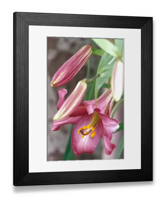 Framed Print : NA, USA, WA, KingCounty, Seattle, Trumpet Lily