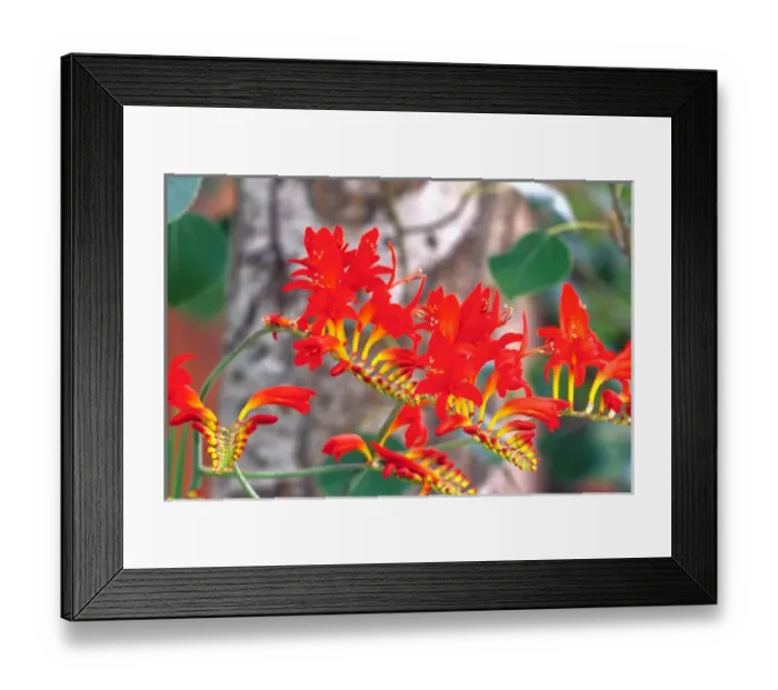 Framed Print : NA, USA, WA, KingCounty, Seattle, Garden, Crocosmia Lucifer Framed Print : NA, USA, WA, KingCounty, Seattle, Garden, Crocosmia Lucifer