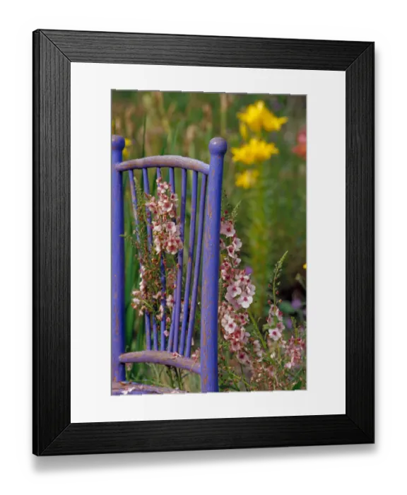 Framed Print : NA, USA, WA, KingCounty, Seattle, Garden, Mixed Flowers & Old Chair Framed Print : NA, USA, WA, KingCounty, Seattle, Garden, Mixed Flowers & Old Chair